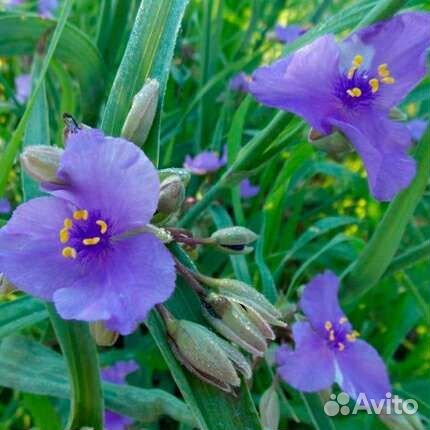 Традесканция Андерсона 