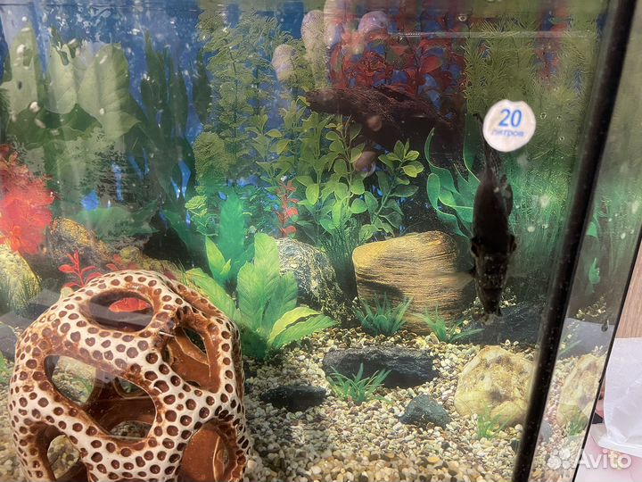 Аквариум с рыбками бу