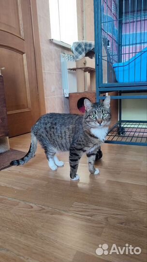 Зеленоглазая красавица в добрые руки