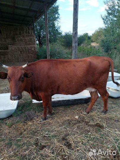 Стадо коров