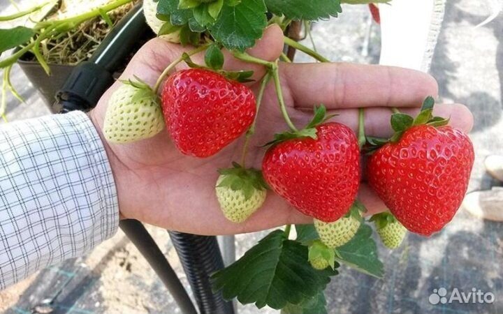 Рассада клубники Вивара