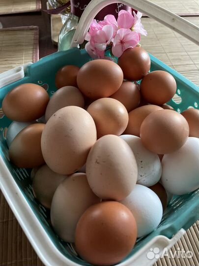 Домашние куриные яйца