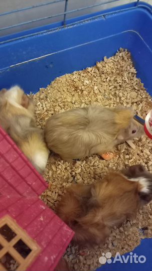 Морские свинки