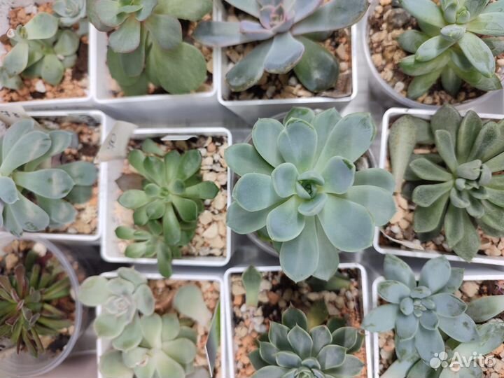 Суккуленты