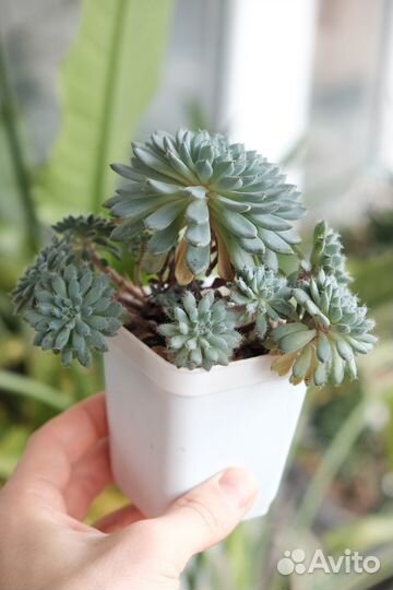 Эхеверии суккуленты