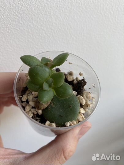 Крассула толстянка суккуленты