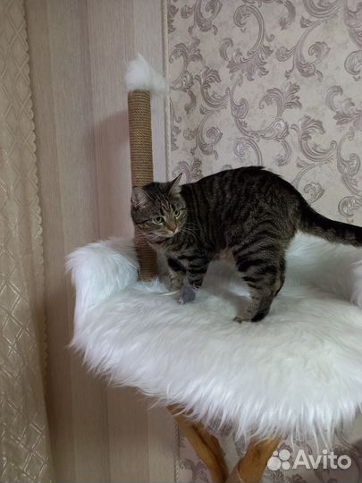 Стойка домик лежанка кот когтеточка джут мех полка