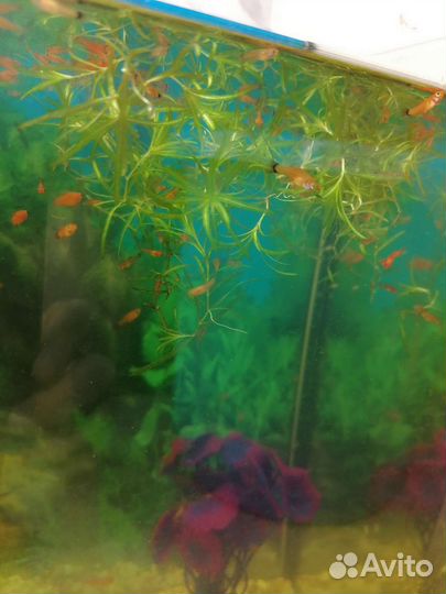 Рыба. Мальки меченосцы