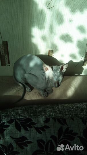 Донской сфинкс вязка