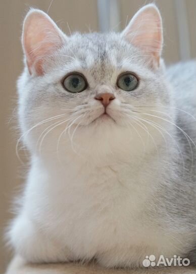 Котёнок британская шиншилла