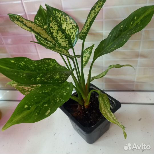 Аглаонема овер вайт