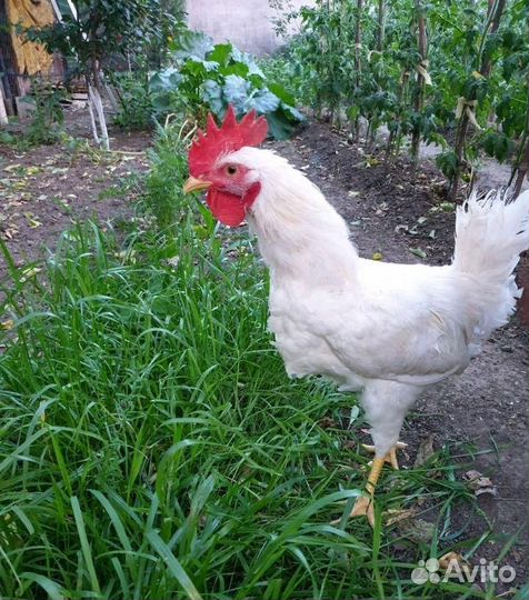 Петушки продам