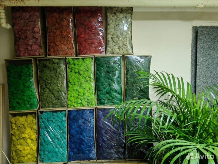 Стабилизированный мох ягель, плоский или кочки, от