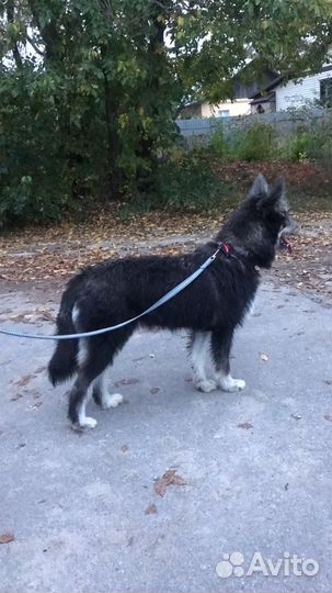 Собаки бесплатно в добрые руки