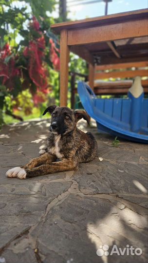 Щенок 3 мес в добрые руки