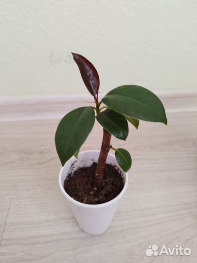 Фикус мелани