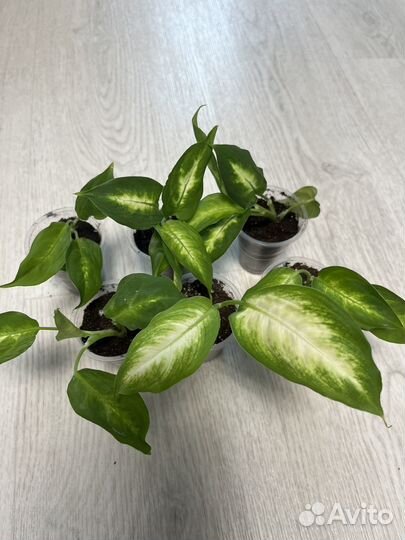 Диффенбахия