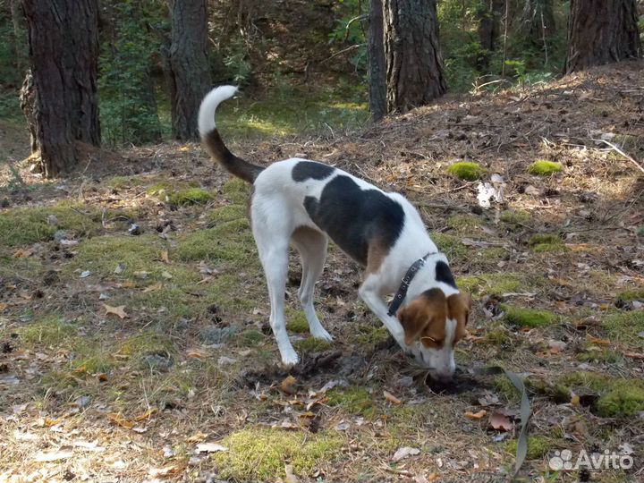 Русская пегая гончая
