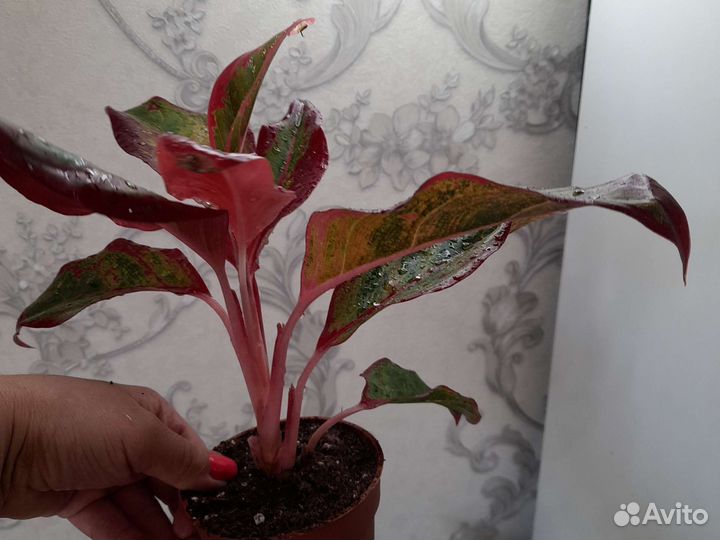 Аглаонема крит флейм