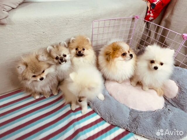 Купить шпица в питомнике. Щенки померанского шпица