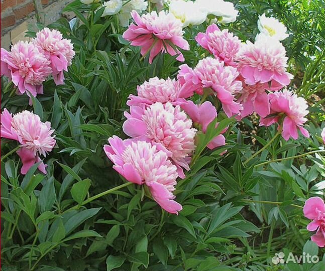 Пион Филомель