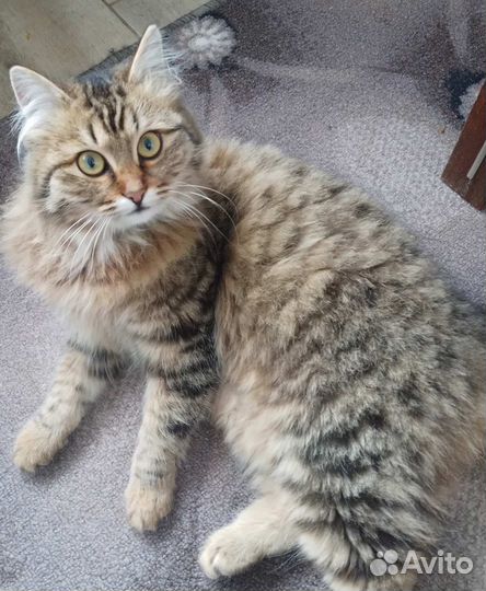 Котята отдам в добрые руки бесплатно