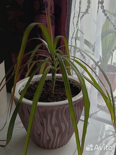 Пальма драцена в нальчике