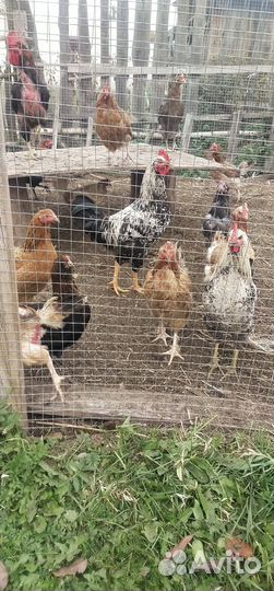 Молодые петухи