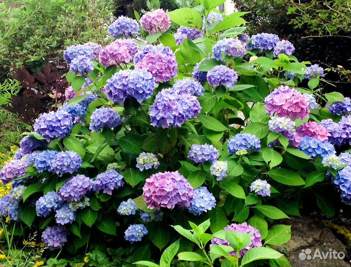 Гортензия Бесконечное лето