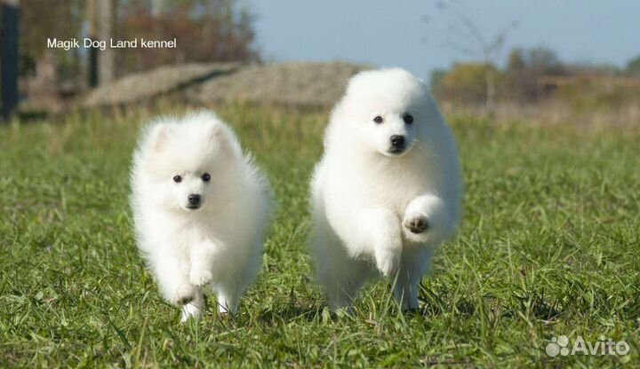 Шпиц Белый японский шпиц