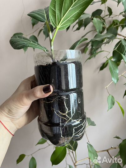 Комнатные цветы