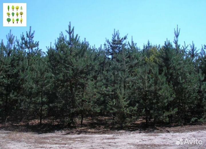 Крупномер сосна с гарантией опт