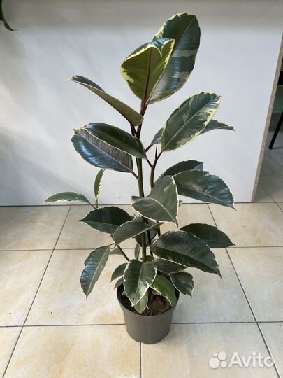 Фикус тинеке