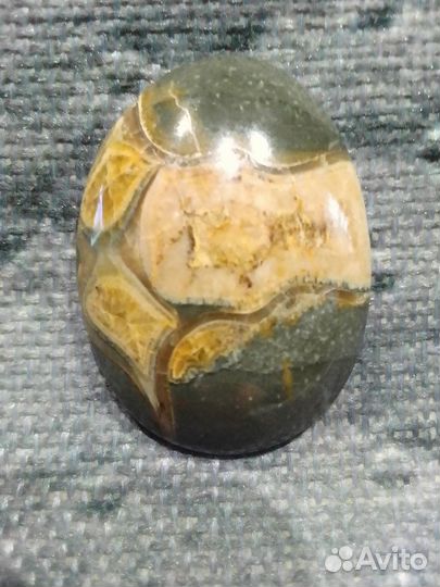 Кабошон аммонит. Возраст 100-400 млн.лет