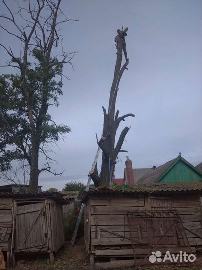 Спил деревьев