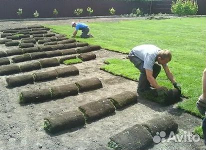 Укладка газона