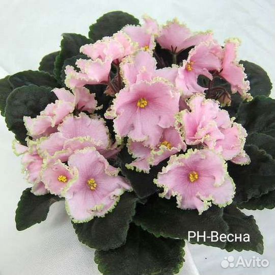 Фиалка Весна