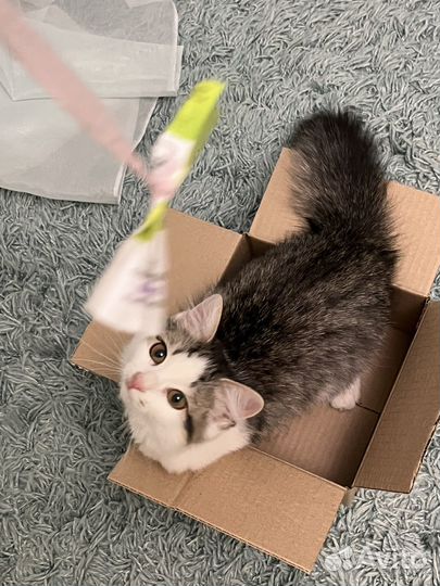 Котенок (мальчик)