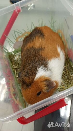 Выездной вет врач по грызунам. Ратолог