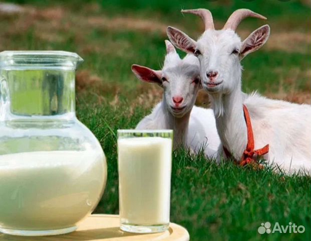 Вкусное и полезное козье молоко