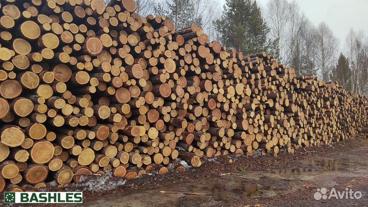 Лес кругляк лиственница