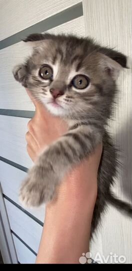 Шотландская вислоухая кошка