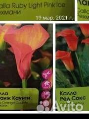 Каллы исмена