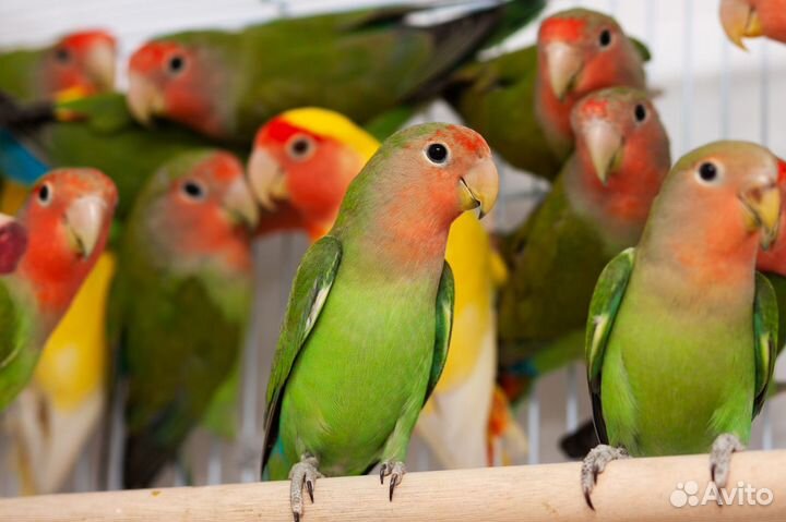 Неразлучник птенцы