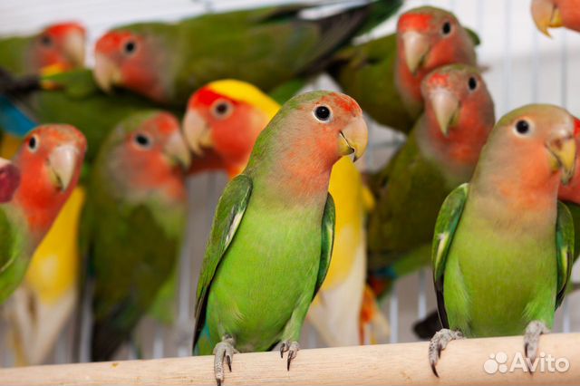 Неразлучник птенцы