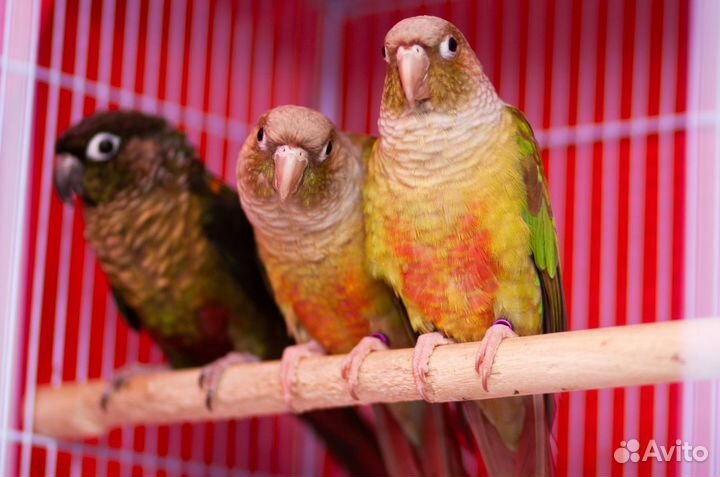 Молине попугай