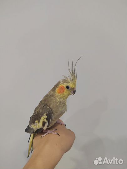 Попугай корелла девочка