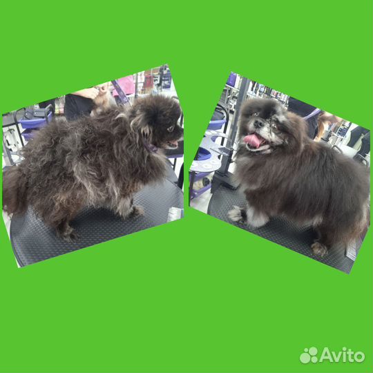 Стрижка собак и кошек Брянск,Карачев