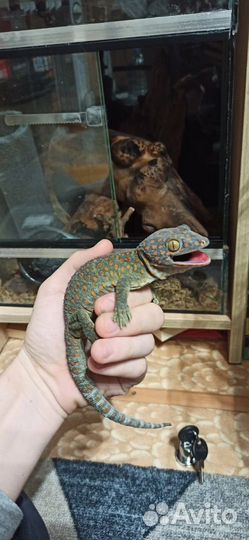 Геккон Токи