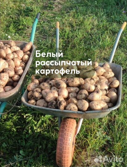 Картошка продажа